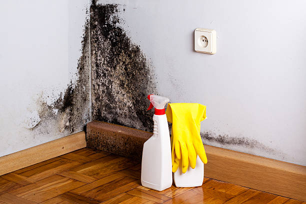 Best Mold Damage Restoration  in Carroll Valley, PA